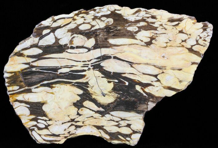 Slab of Fossilized Peanut Wood - Australia #65637
